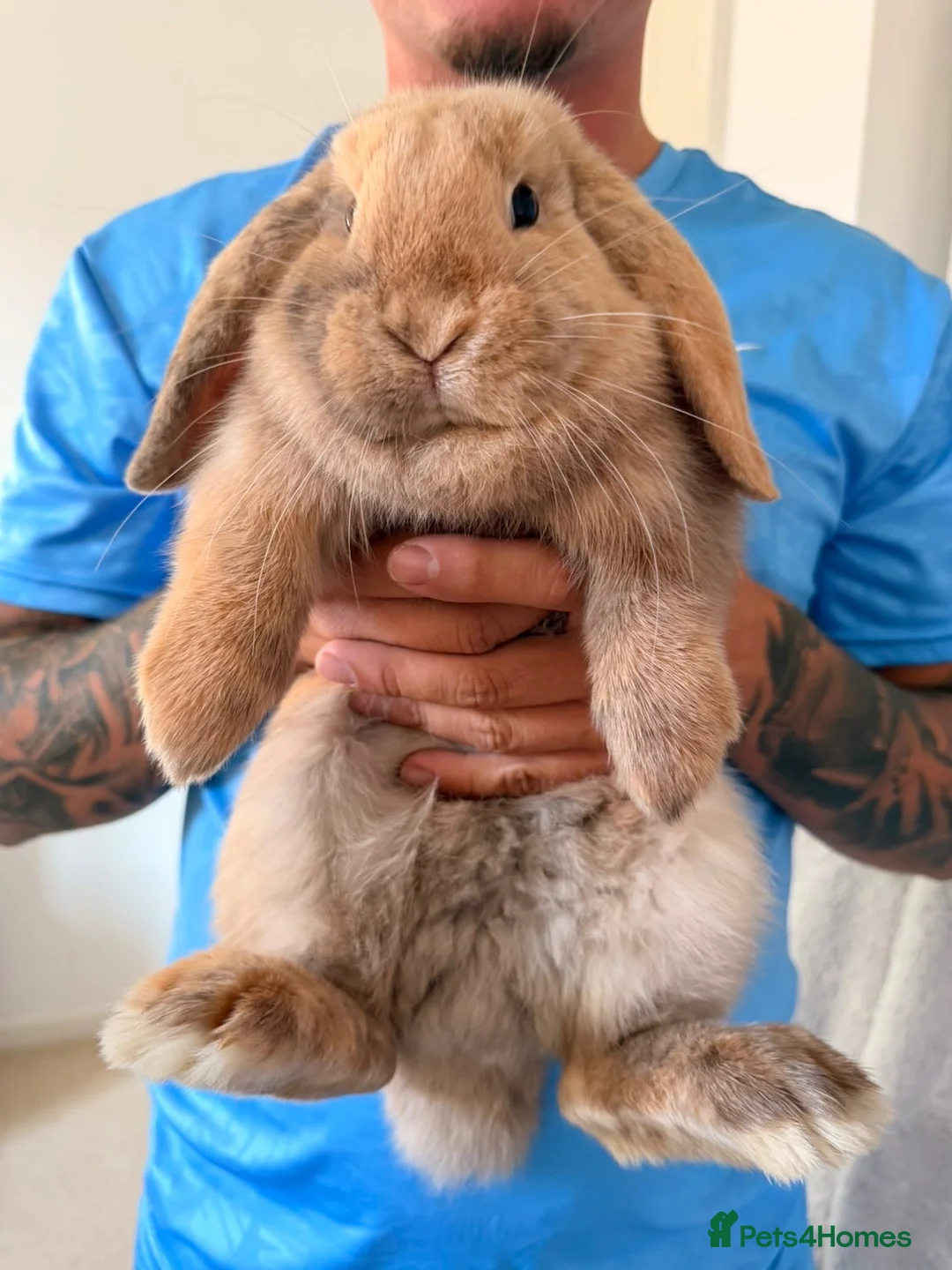 Mini Lop rabbits for sale: Boy/Girl Mini Lops in Derby - Advert 2