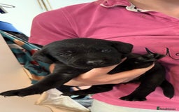 Labrador Retriever dogs for sale: ✨KC reg Lab puppies from health tested parents✨ - Image 8