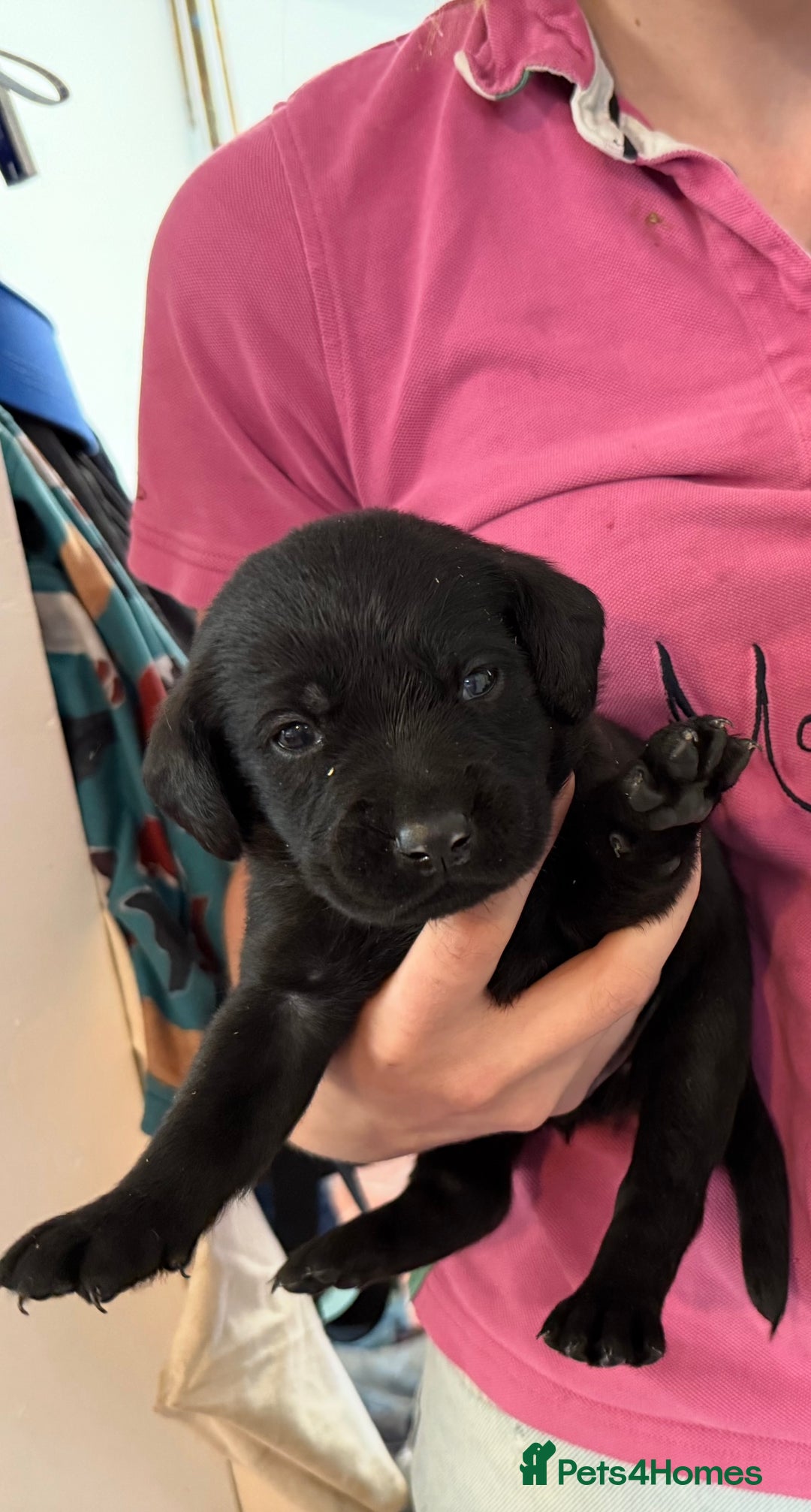 Labrador Retriever dogs for sale: ✨KC reg Lab puppies from health tested parents✨ - Image 8