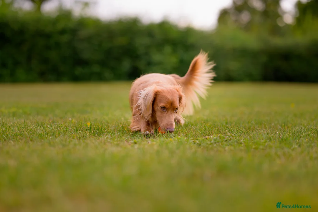 Miniature Dachshund dogs for stud: Miniature long haired dachshund for stud in Hull - Advert 5