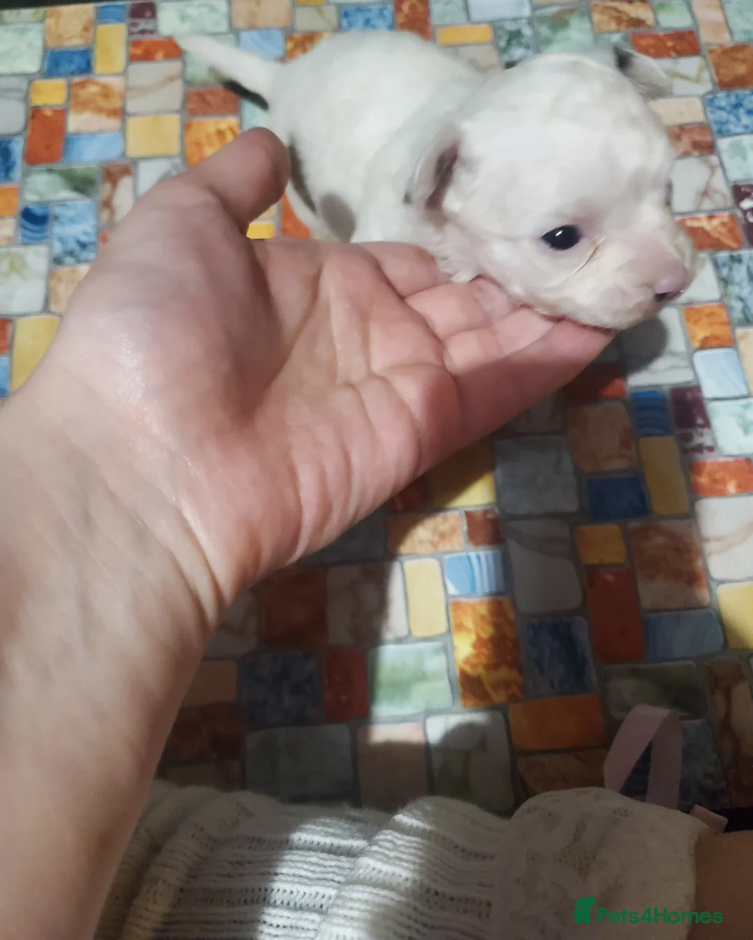 Chihuahua dogs for sale: Long haired Chihuahua pups - Advert 7
