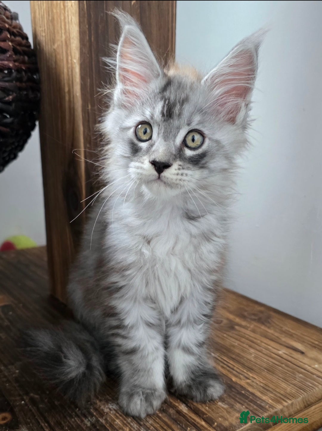 Maine Coon cats for sale: Maine Coon Magic – 3 Stunning Boy Kittens - Image 5