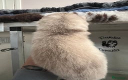 Pomsky dogs for sale: Pomsky puppies  - Image 4