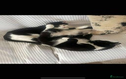 Domestic Shorthair cats for sale: Remmy and Dahlia - Image 1