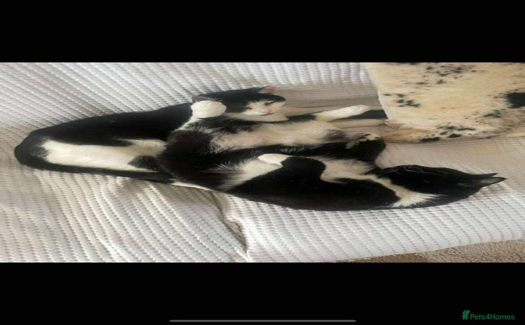 Domestic Shorthair cats - Advert 9