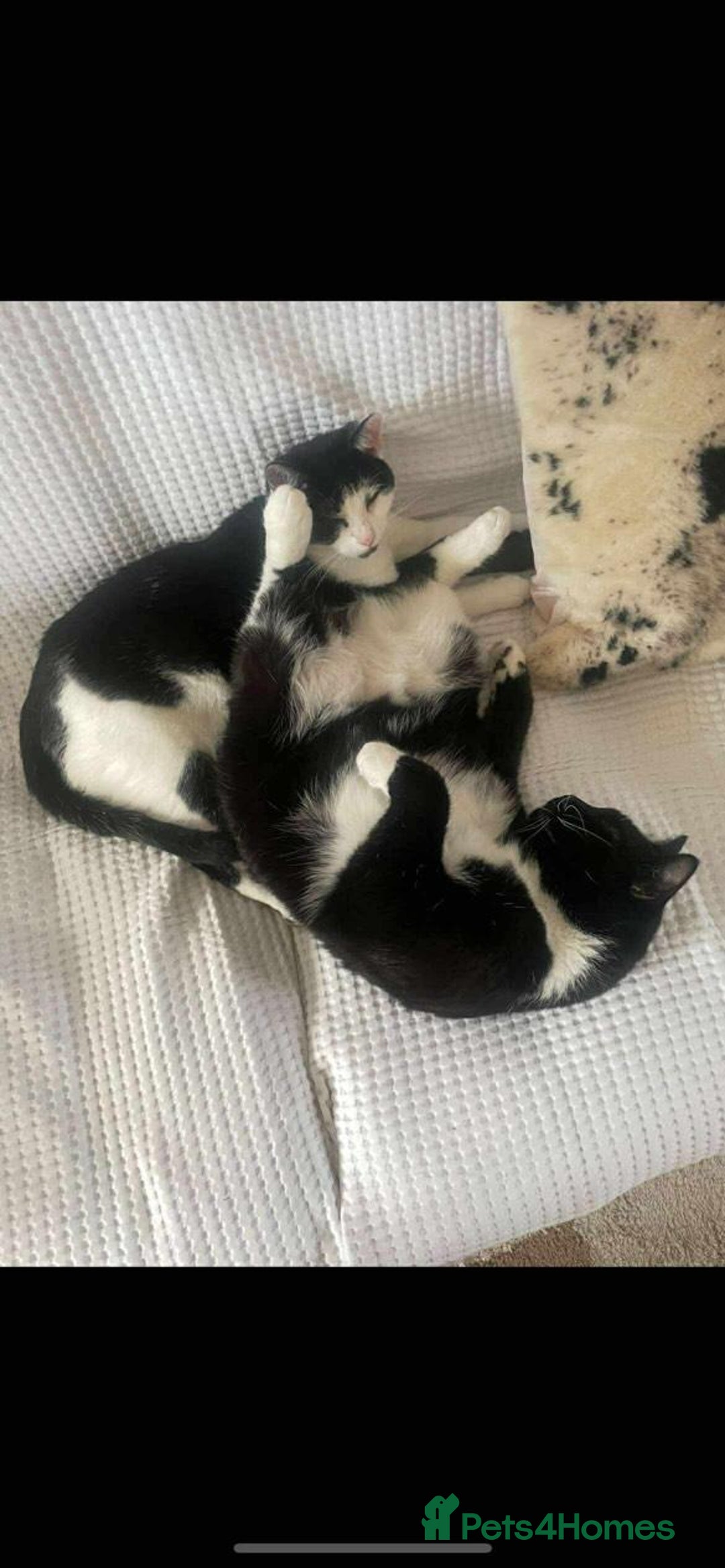 Domestic Shorthair cats for sale: Remmy and Dahlia - Image 1