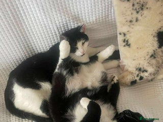 Domestic Shorthair cats - Advert 40