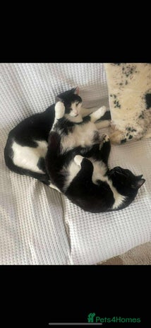 Domestic Shorthair cats - Advert 17