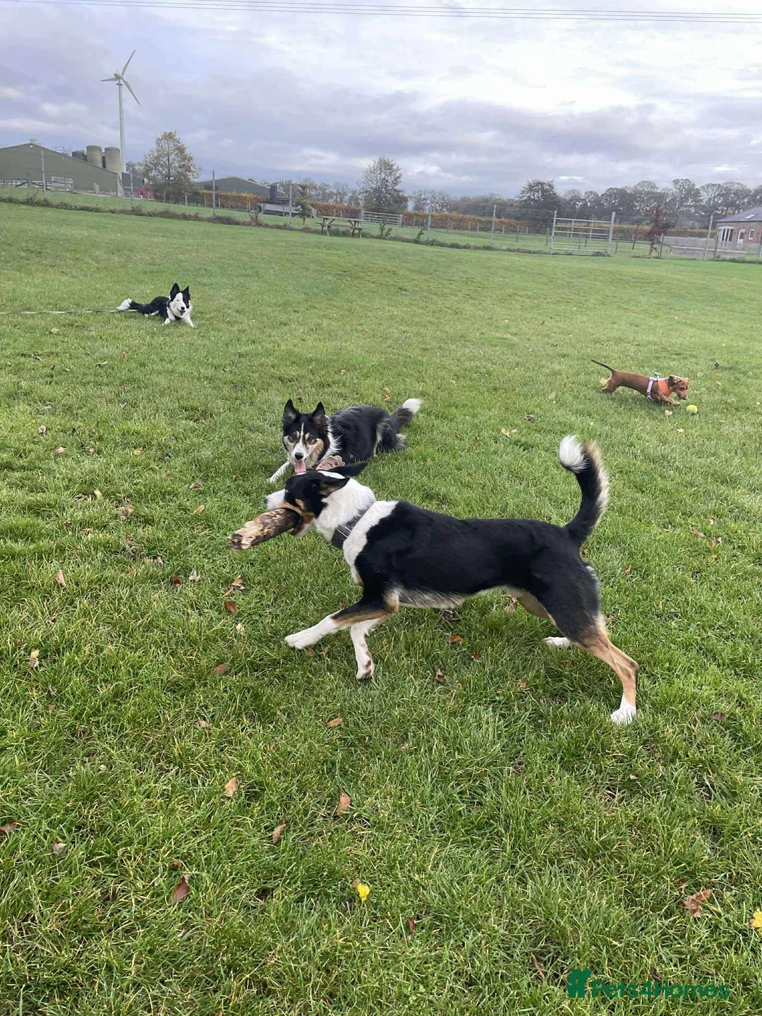 Border Collie dogs for sale: Callie needs a new home  - Advert 28