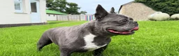 French Bulldog dogs for sale: Blue French Bulldog – Stunning, Friendly & Healthy - Advert 2