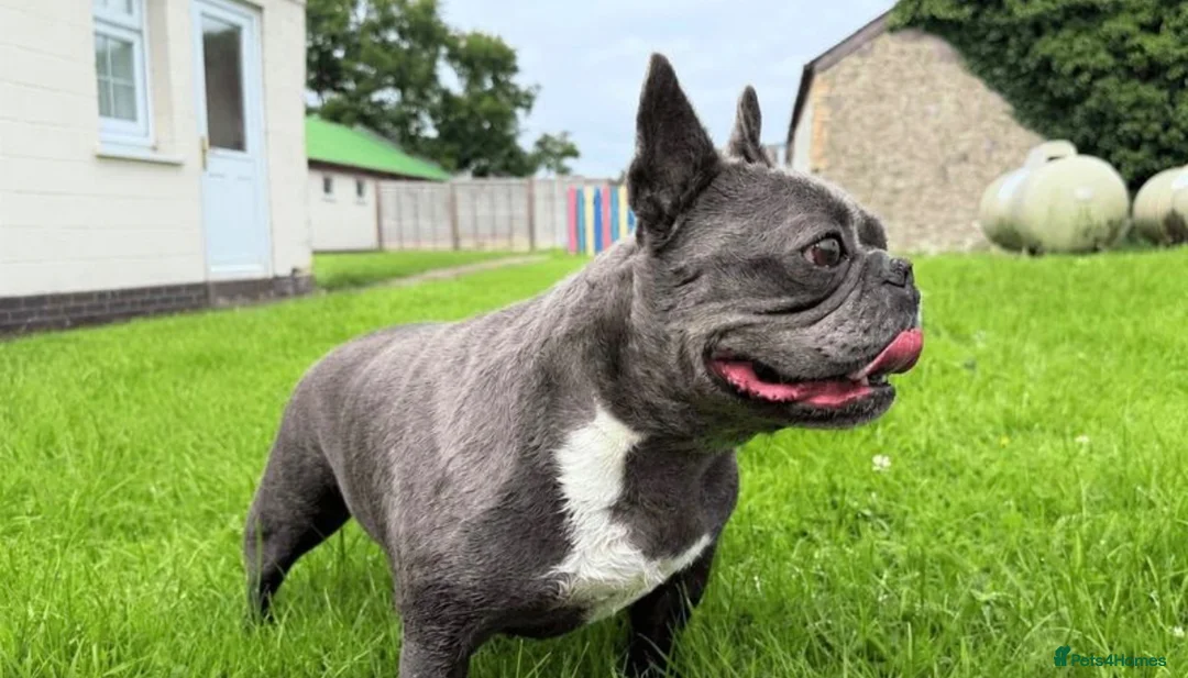 French Bulldog dogs for sale: Blue French Bulldog – Stunning, Friendly & Healthy - Advert 2