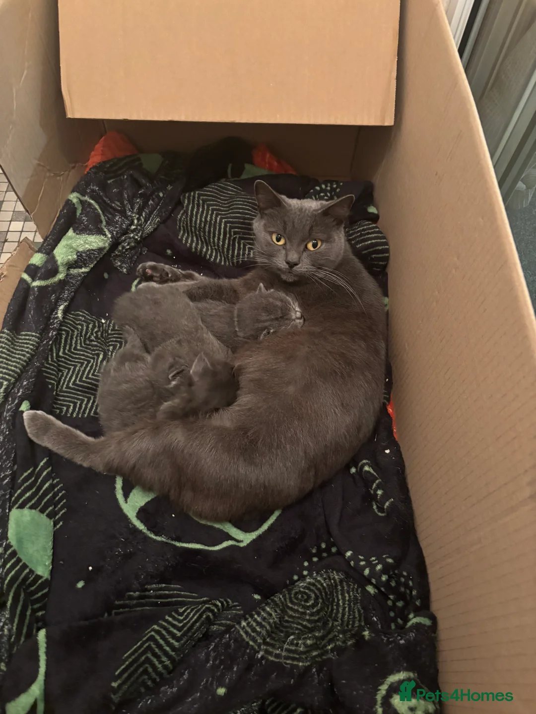 Ragdoll cats for sale: Ragdoll x British shorthair  - Advert 4