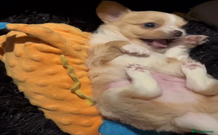 Chipoo dogs Chihuahua X toy poodle - Advert 2