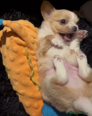 Chipoo dogs Chihuahua X toy poodle - Advert 2