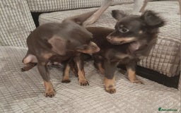 Russian Toy Terrier dogs for sale: Purebred Russian Toy long-haired - Image 18