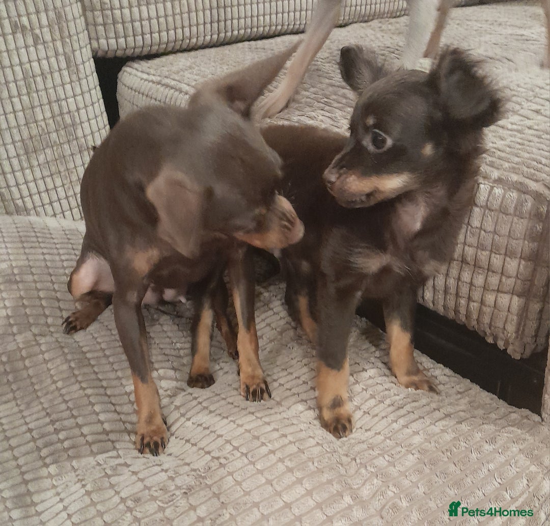 Russian Toy Terrier dogs for sale: Purebred Russian Toy long-haired - Image 18