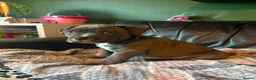 American Bully dogs for sale: American pocket bulldogs 1 ready TO LEAVE  - Advert 25