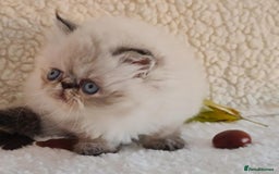 Persian cats for sale: Persian Kittens - Image 5