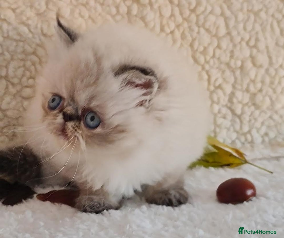 Persian cats for sale: Persian Kittens - Image 5
