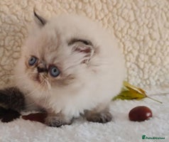 Persian cats - Advert 1
