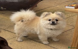 Pomeranian dogs for stud: Pomeranian Stud 1yr - Image 6