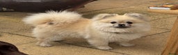 Pomeranian dogs for stud: Pomeranian Stud 1yr - Advert 5