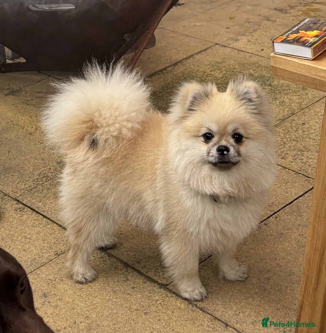 Pomeranian dogs for stud: Pomeranian Stud 1yr - Image 6