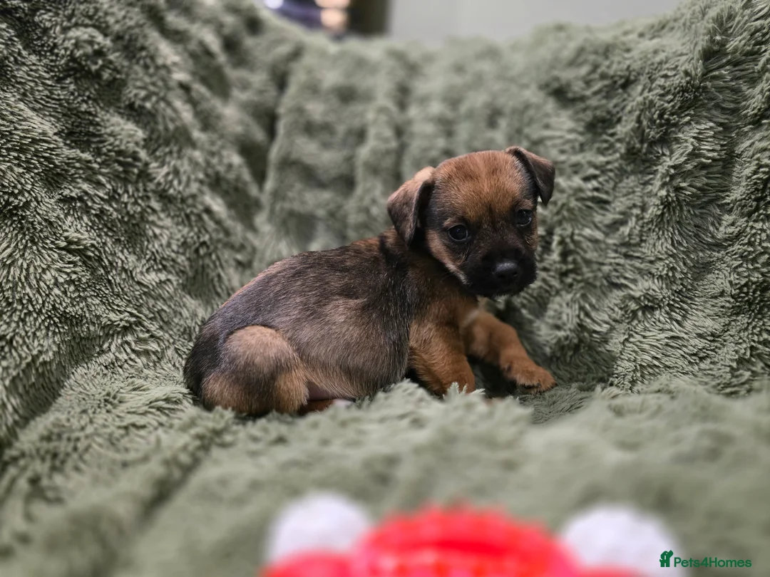 Mixed Breed dogs for sale: Puppies - Advert 5