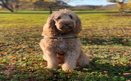 Double Doodle dogs for sale: Beautiful Double Doodle Puppies - Image 17