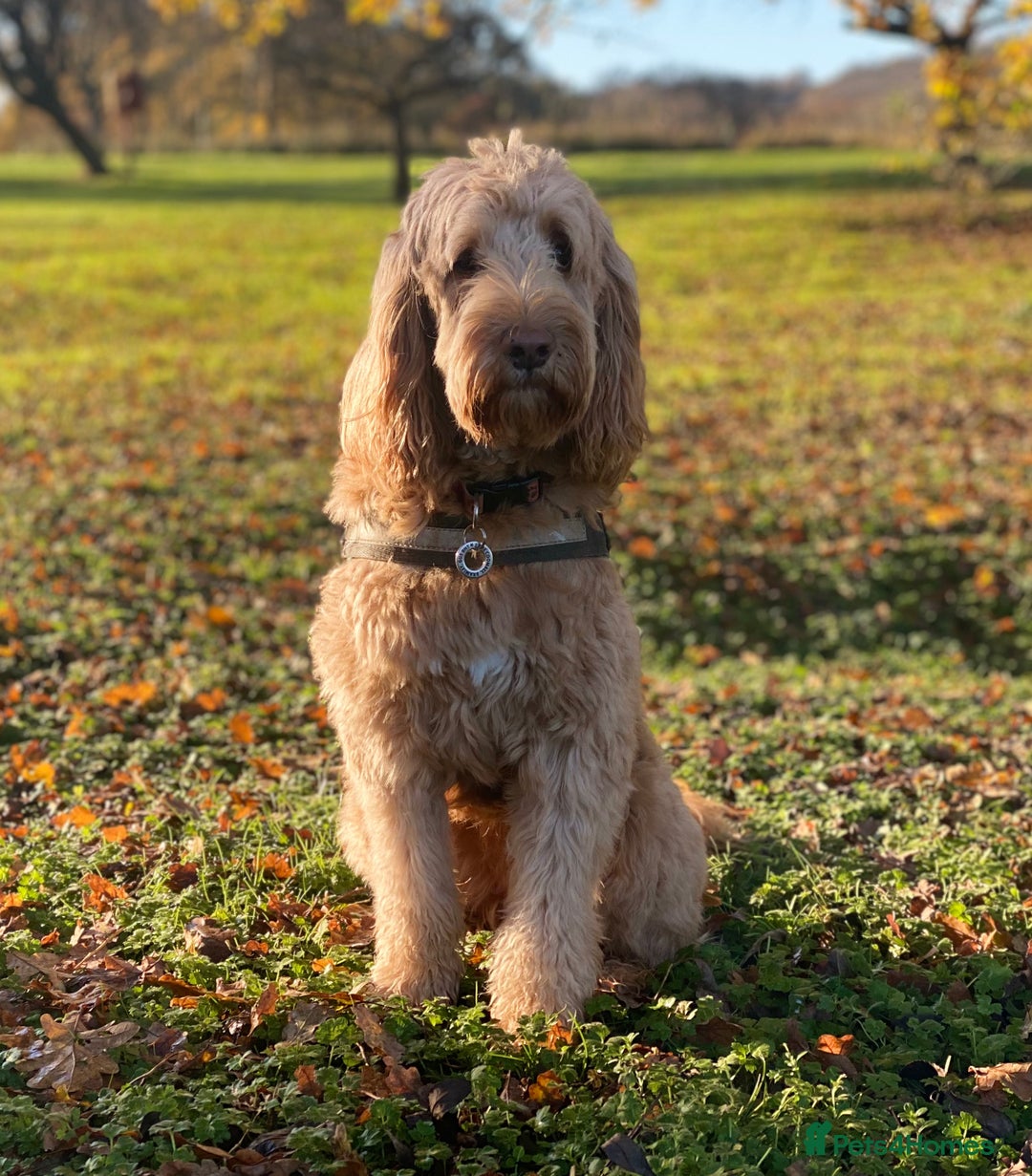 Double Doodle dogs for sale: Beautiful Double Doodle Puppies - Image 17