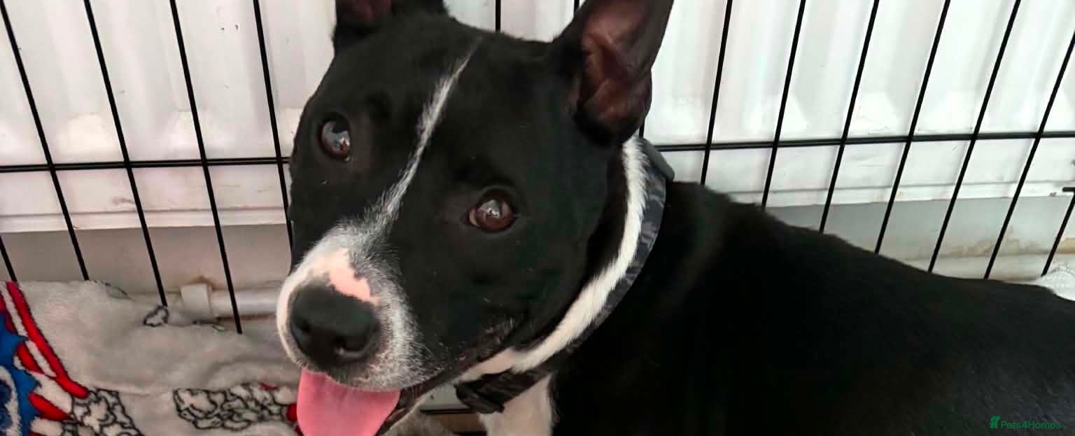 Mixed Breed dogs Fraffie male  - Advert 2