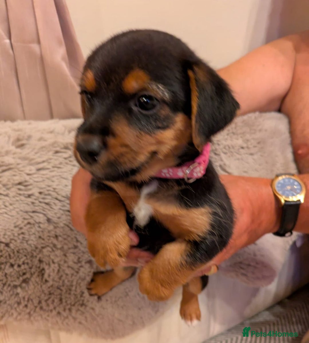 Jack Russell dogs for sale: Jack Russell puppies - Image 4
