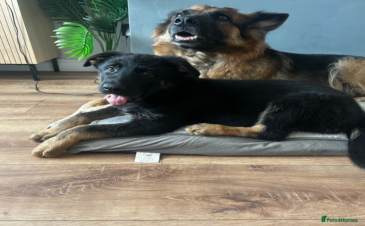 German Shepherd dogs - Advert 9