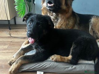 German Shepherd dogs - Advert 20