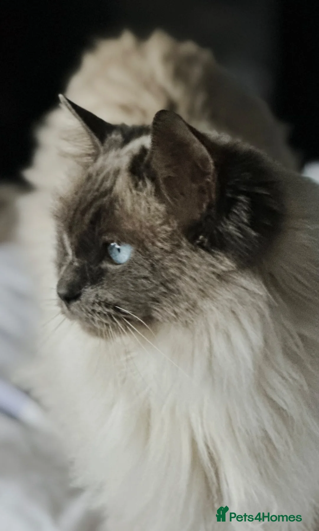 Ragdoll cats for sale: Gccf kittens 🩷🩷💙 - Advert 4