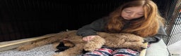 Australian Labradoodle dogs for sale: Annie's Australian Labradoodle Puppies are here! - Advert 4