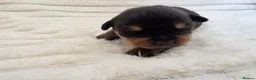 Rottweiler dogs for sale: Healthy & Chunky Family Raised Rottweiler Puppies - Advert 20