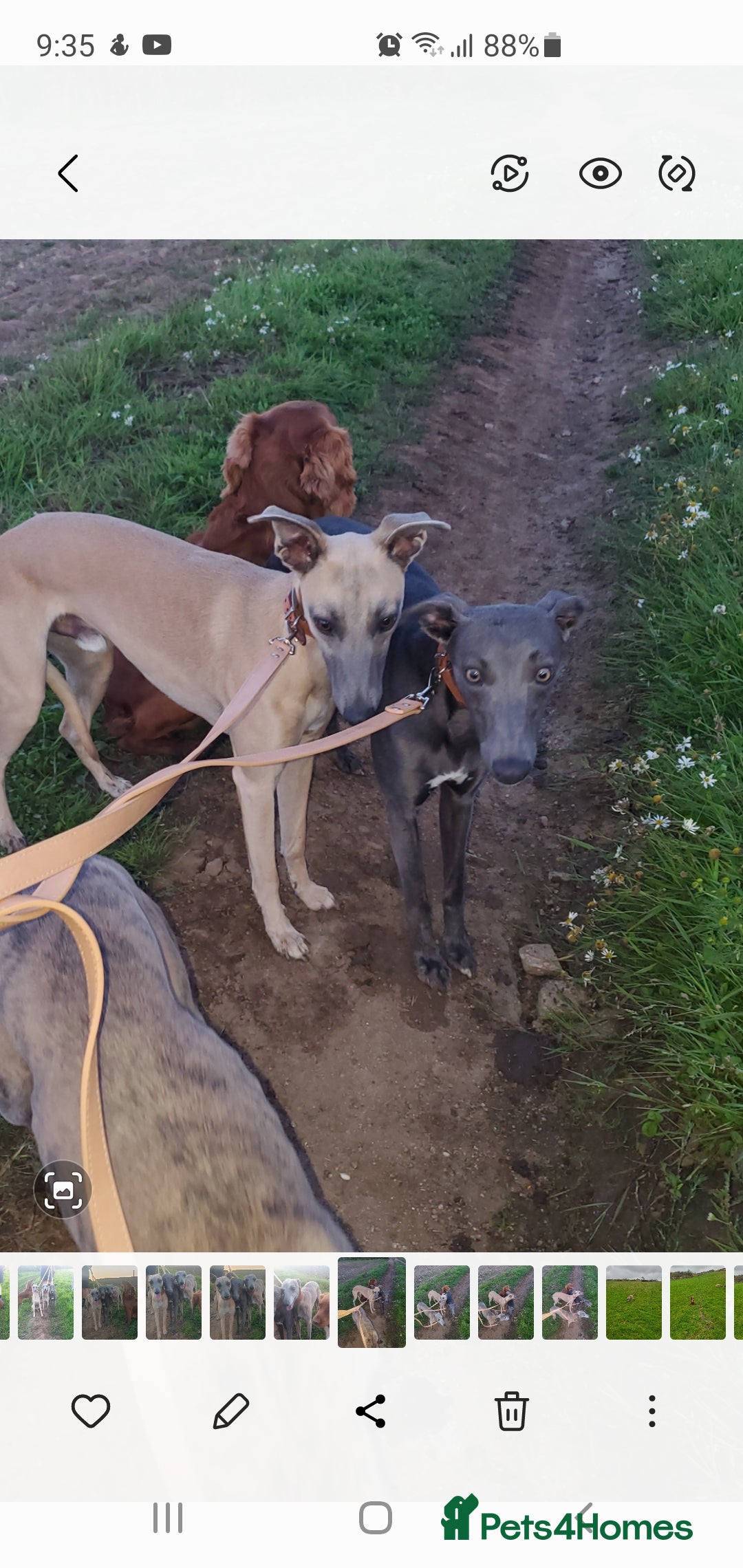 Whippet dogs 2 lovely whippet - Advert 2