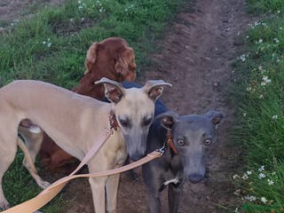 Whippet dogs 2 lovely whippet - Advert 1