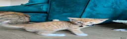 Mixed Breed cats for sale: Selling lovely kittens  - Advert 2