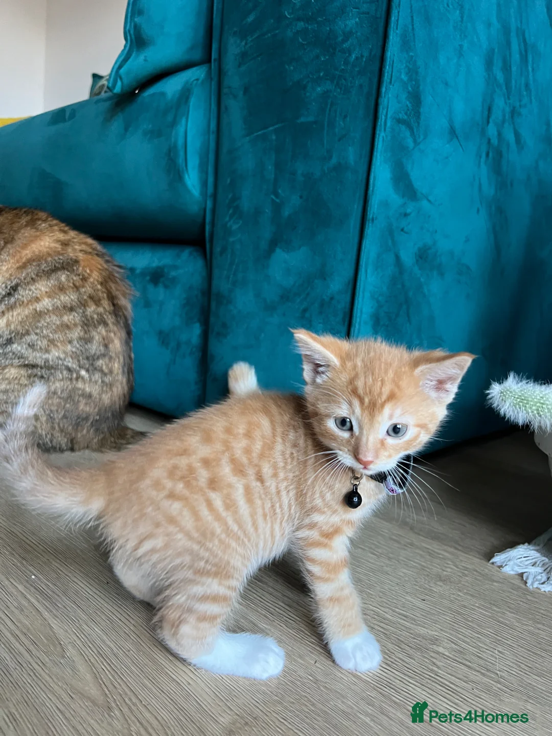 Mixed Breed cats for sale: Selling lovely kittens  - Advert 2