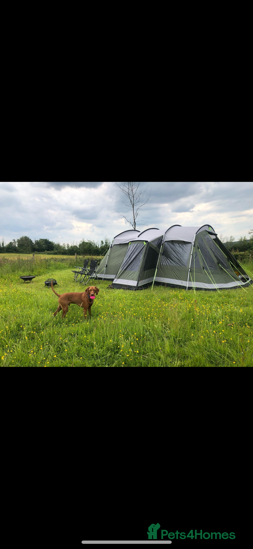 Hungarian Vizsla dogs for sale: Stunning 4 year old male Hungarian Vizsla  - Image 5
