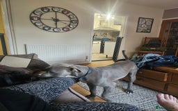 American Bull Staffy dogs for sale: American bull terrier  - Image 5