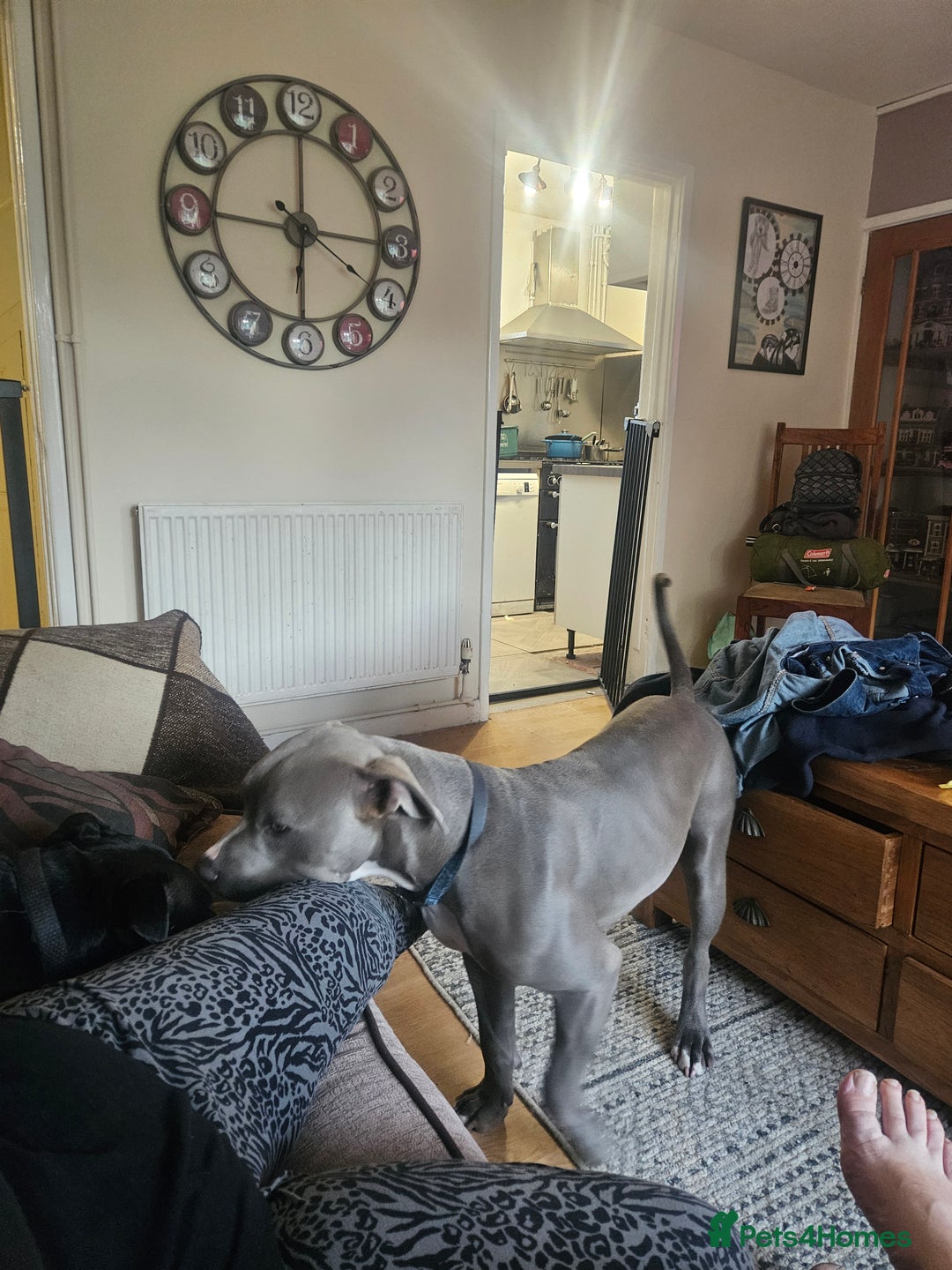 American Bull Staffy dogs for sale: American bull terrier  - Image 5