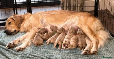 Mixed Breed dogs - Advert 4