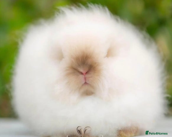 Angora rabbits for sale in Tadworth - Advert 1