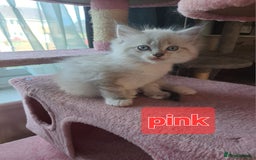 Mixed Breed cats for sale: Maine coon mix Girls💜 - Image 5