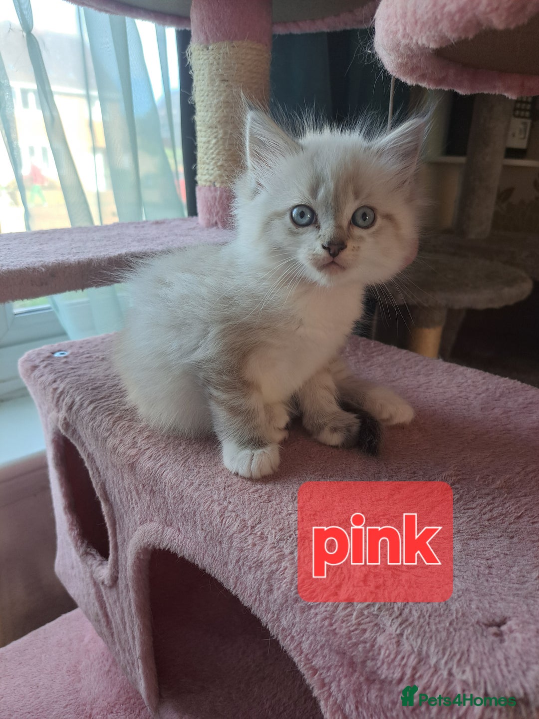 Mixed Breed cats for sale: Maine coon mix Girls💜 - Image 5