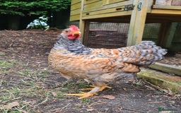 Chickens poultry for sale: Young Friendly Pekin Bantams, free to a good home - Image 5