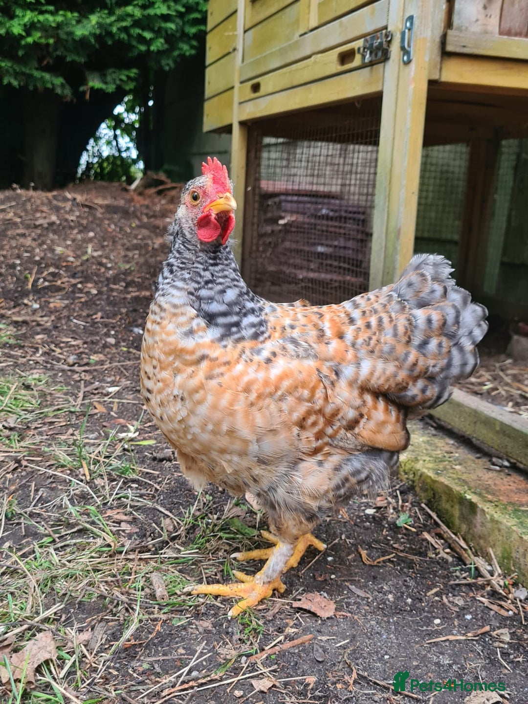 Chickens poultry for sale: Young Friendly Pekin Bantams, free to a good home - Image 5